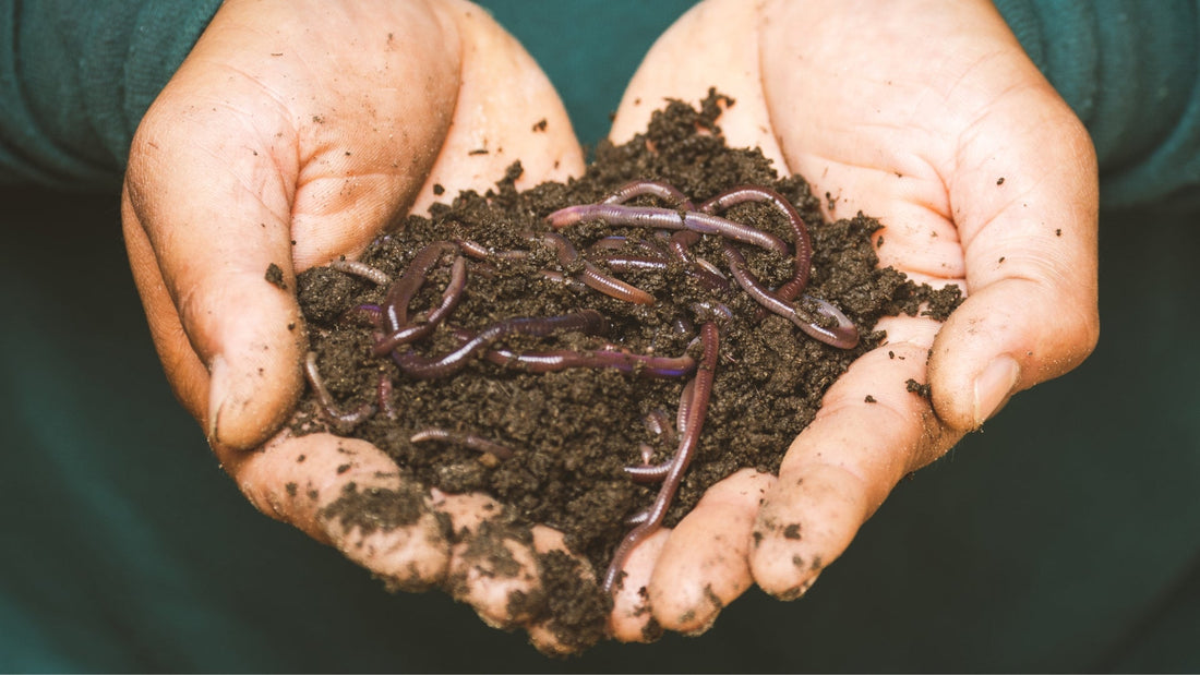 How Composting Works: The Simple Science Behind It